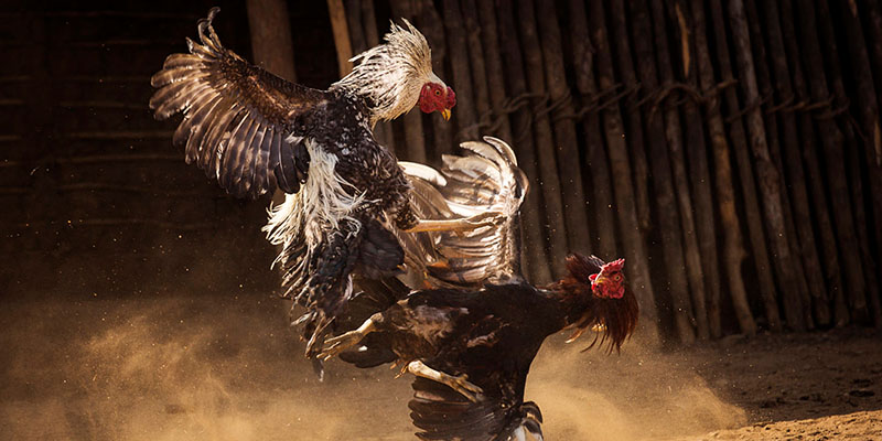 Bật Mí Địa Chỉ Xem Đá Gà Trực Tiếp Thomo 24/7 Vô Cùng Uy Tín 2 Lý giải cho sức hút của loại hình Đá Gà trực tiếp Thomo 24/7