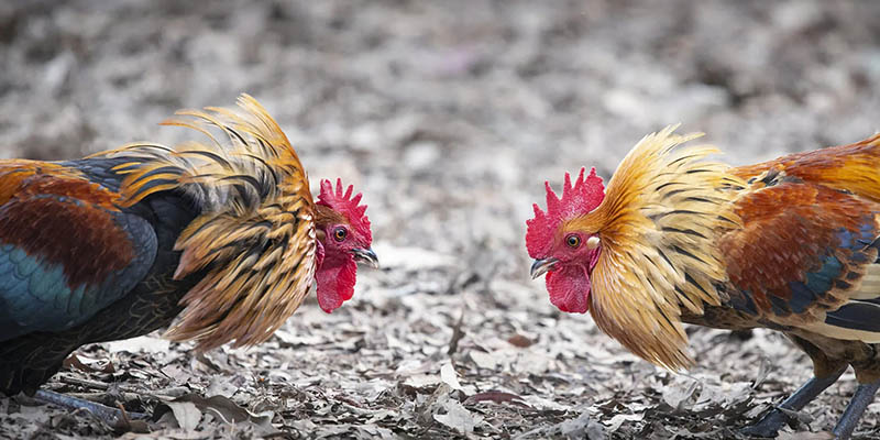 Bật Mí Địa Chỉ Xem Đá Gà Trực Tiếp Thomo 24/7 Vô Cùng Uy Tín 3 Lựa chọn địa chỉ Đá Gà trực tiếp Thomo 24/7 có đầy đủ giấy phép