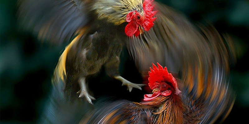 Bật Mí Địa Chỉ Xem Đá Gà Trực Tiếp Thomo 24/7 Vô Cùng Uy Tín 4 Tham gia nhà cái Đá Gà trực tiếp Thomo 24/7 có quy trình giao dịch nhanh gọn