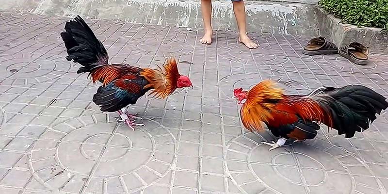 Bật Mí Địa Chỉ Xem Đá Gà Trực Tiếp Thomo 24/7 Vô Cùng Uy Tín 5 Sở hữu đội ngũ tư vấn Đá Gà trực tiếp Thomo 24/7 chuyên nghiệp