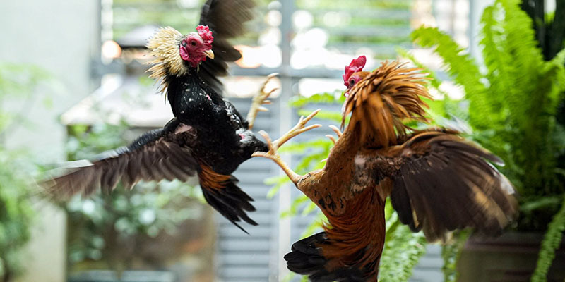 Bật Mí Địa Chỉ Xem Đá Gà Trực Tiếp Thomo 24/7 Vô Cùng Uy Tín 6 Tham gia Đá Gà trực tiếp Thomo 24/7 Hi88 với đường truyền mượt mà